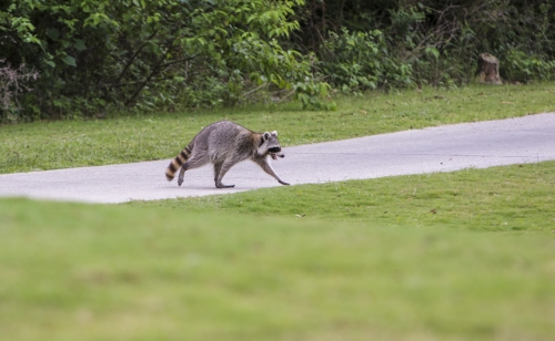 Golf-State-Wetlands_20190429_846